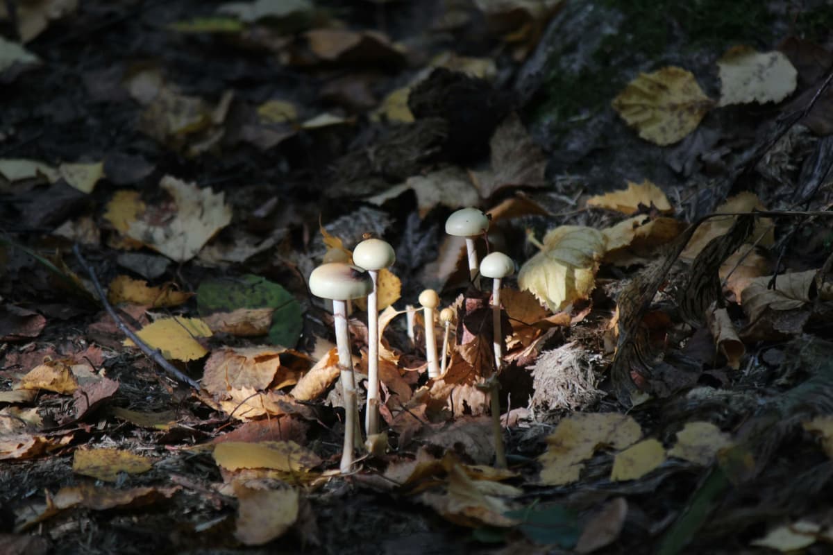 Pilze, aus denen biologisch abbaubare Kunststoffe entstehen können